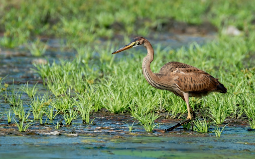 Brown heron  from Chrome web store to be run with OffiDocs Chromium online