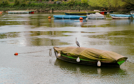 Brown Heron on the Boat  from Chrome web store to be run with OffiDocs Chromium online