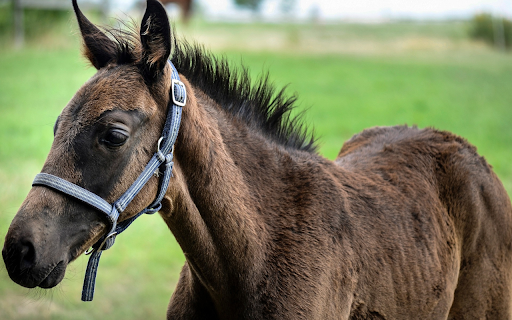Brown Horse  from Chrome web store to be run with OffiDocs Chromium online