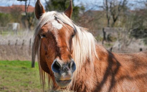 Brown Horse with Long Mane  from Chrome web store to be run with OffiDocs Chromium online