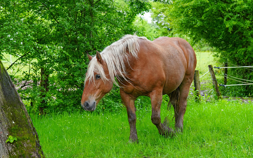 Brown horse with white mane  from Chrome web store to be run with OffiDocs Chromium online