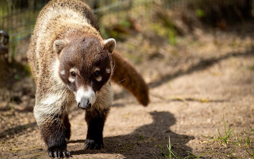 Brownish Gray Raccoon  from Chrome web store to be run with OffiDocs Chromium online