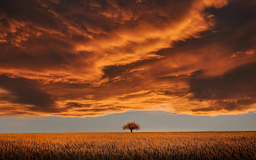 Brown Leafed Tree on Open Field Under White Clouds and Blue Sky  from Chrome web store to be run with OffiDocs Chromium online
