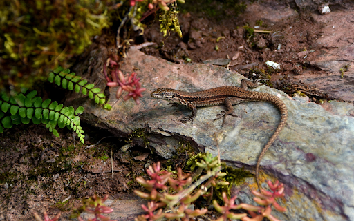 Brown lizard god  from Chrome web store to be run with OffiDocs Chromium online