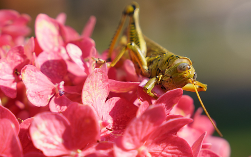 Brown locust on pink color  from Chrome web store to be run with OffiDocs Chromium online