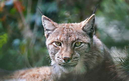 Brown Lynx  from Chrome web store to be run with OffiDocs Chromium online