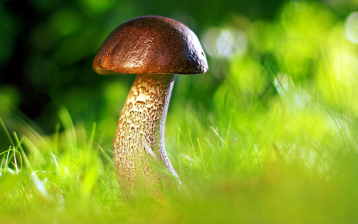 Brown mushroom  from Chrome web store to be run with OffiDocs Chromium online