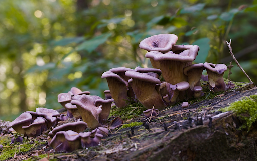 Brown mushrooms on tree stumps  from Chrome web store to be run with OffiDocs Chromium online