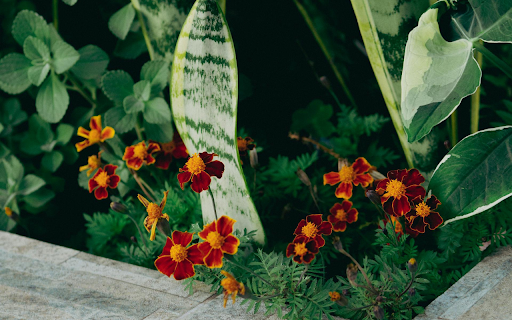 Brown Orange Flowers  from Chrome web store to be run with OffiDocs Chromium online
