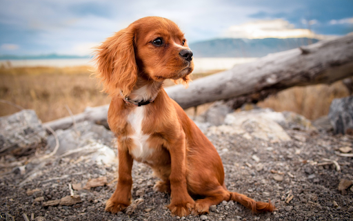 Brown pet dog  from Chrome web store to be run with OffiDocs Chromium online