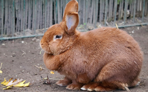 Brown rabbit  from Chrome web store to be run with OffiDocs Chromium online