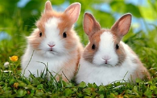 Brown rabbit on the lawn wallpaper  from Chrome web store to be run with OffiDocs Chromium online