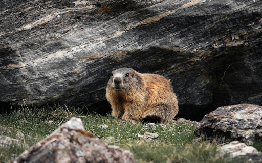 Brown Rodent on Green Grass  from Chrome web store to be run with OffiDocs Chromium online