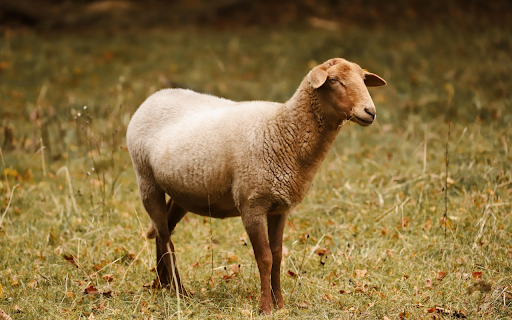 Brown sheep from Chrome web store to be run with OffiDocs Chromium online Brown sheep from Chrome web store to be run with OffiDocs Chromium online