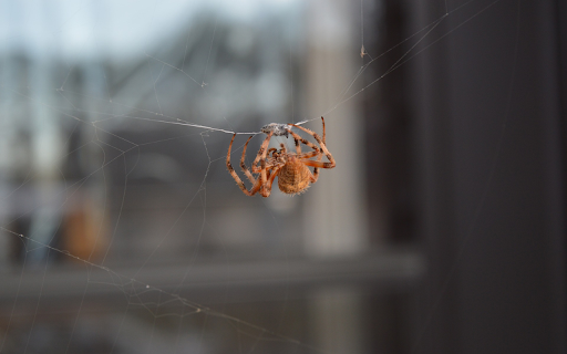 Brown spider swinging silk  from Chrome web store to be run with OffiDocs Chromium online