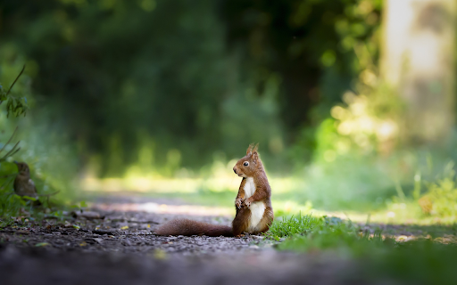 Brown squirrel  from Chrome web store to be run with OffiDocs Chromium online