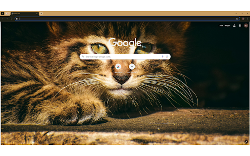 Brown Tabby Cat in Close Up Photography  from Chrome web store to be run with OffiDocs Chromium online