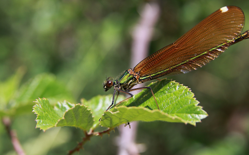 Brown Winged Dragonfly  from Chrome web store to be run with OffiDocs Chromium online