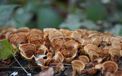 brown wooden mushrooms  from Chrome web store to be run with OffiDocs Chromium online