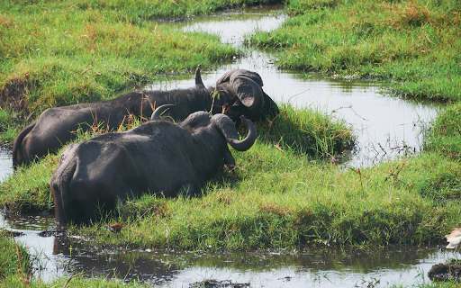 Buffalo lagoon  from Chrome web store to be run with OffiDocs Chromium online