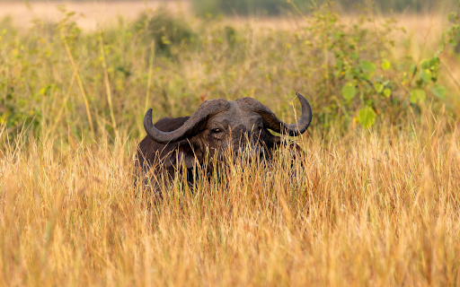Buffalo on the Grass  from Chrome web store to be run with OffiDocs Chromium online