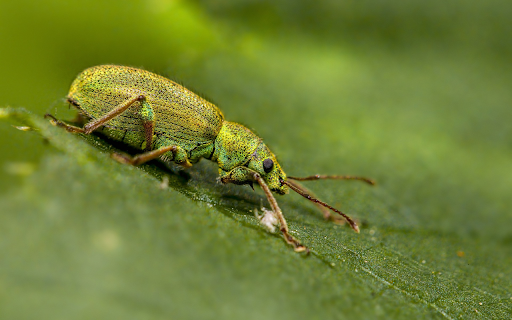 Bugs  from Chrome web store to be run with OffiDocs Chromium online