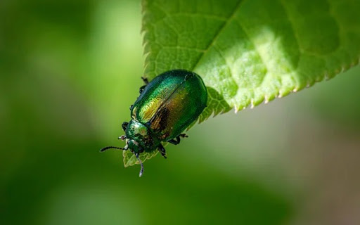 BUG Theme  from Chrome web store to be run with OffiDocs Chromium online