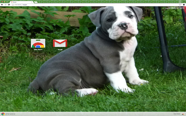 Bulldog Dog  from Chrome web store to be run with OffiDocs Chromium online