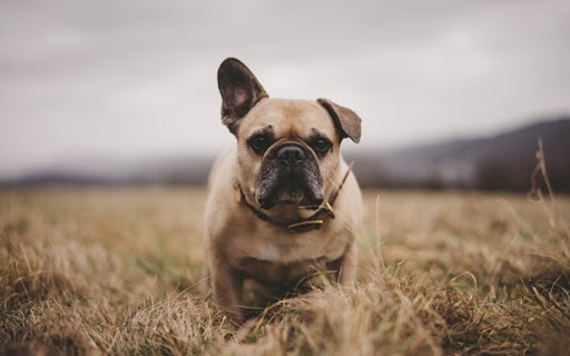 BULLDOG Theme  from Chrome web store to be run with OffiDocs Chromium online