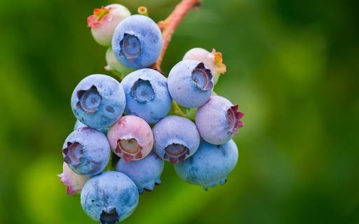 Bunches of blueberries  from Chrome web store to be run with OffiDocs Chromium online