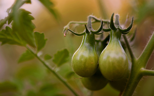 Bunches of green tomatoes  from Chrome web store to be run with OffiDocs Chromium online