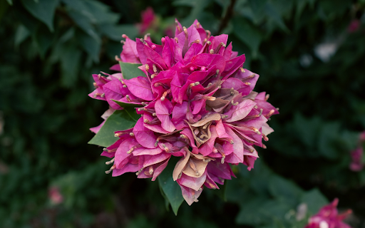 Bunches of purple and pink confetti  from Chrome web store to be run with OffiDocs Chromium online