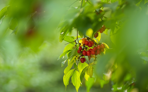 Bunches of red pepper  from Chrome web store to be run with OffiDocs Chromium online