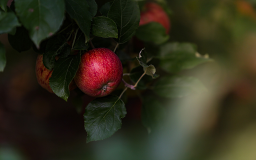Bunches of ripe red apples  from Chrome web store to be run with OffiDocs Chromium online
