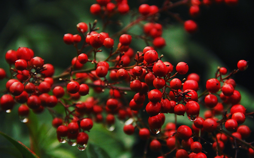 Bunches of ripe red wild berries  from Chrome web store to be run with OffiDocs Chromium online