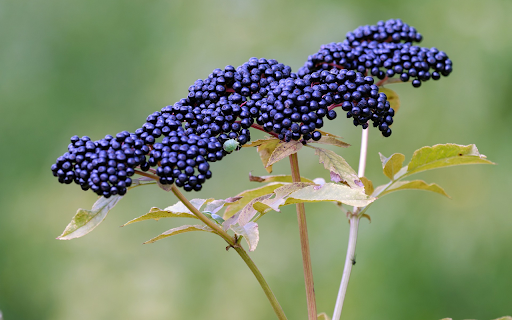 bunches of small green black fruits  from Chrome web store to be run with OffiDocs Chromium online