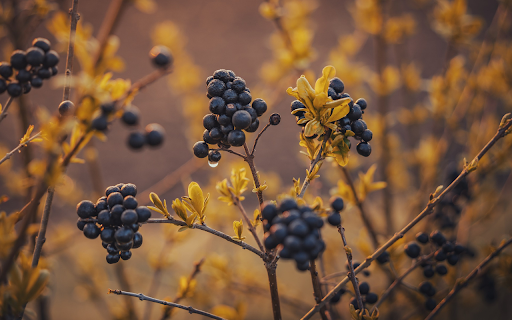 Bunch of black fruits  from Chrome web store to be run with OffiDocs Chromium online