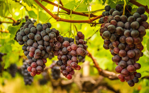 Bunch of delicious purple grapes  from Chrome web store to be run with OffiDocs Chromium online