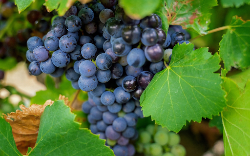 Bunch of fruitless grapes  from Chrome web store to be run with OffiDocs Chromium online