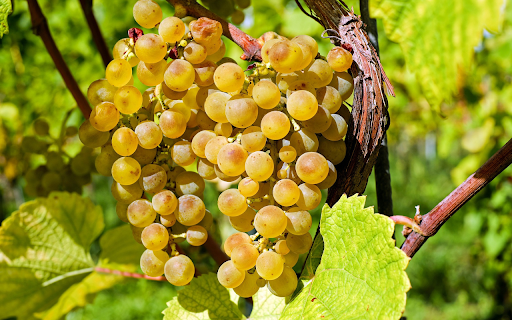 Bunch of golden grapes  from Chrome web store to be run with OffiDocs Chromium online