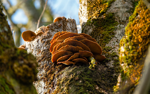 bunch of mushrooms  from Chrome web store to be run with OffiDocs Chromium online