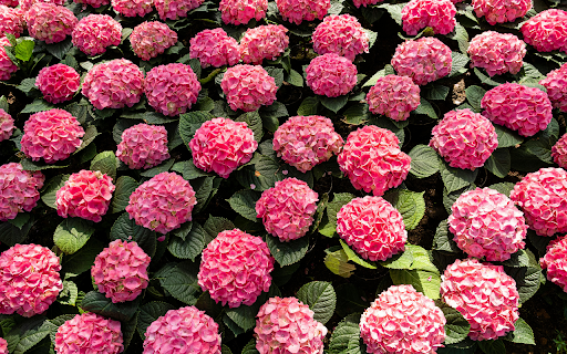 Bunch of pink hydrangea flowers  from Chrome web store to be run with OffiDocs Chromium online