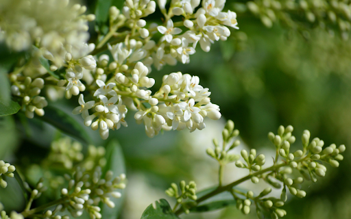 Bunch of rice white flowers  from Chrome web store to be run with OffiDocs Chromium online