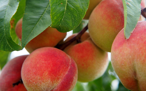 Bunch of ripe peaches from Chrome web store to be run with OffiDocs Chromium online Bunch of ripe peaches from Chrome web store to be run with OffiDocs Chromium online