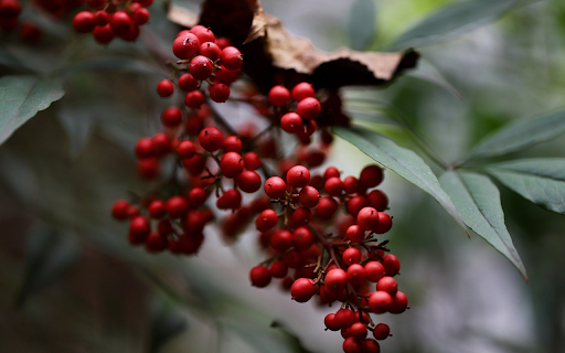 bunch of small red fruits  from Chrome web store to be run with OffiDocs Chromium online