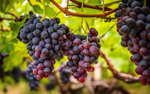 Bunch of sweet ripe purple grapes  from Chrome web store to be run with OffiDocs Chromium online
