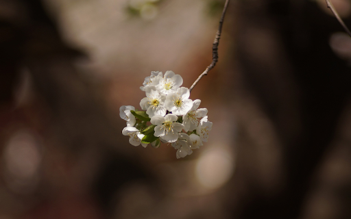 Bunch of white flowers  from Chrome web store to be run with OffiDocs Chromium online
