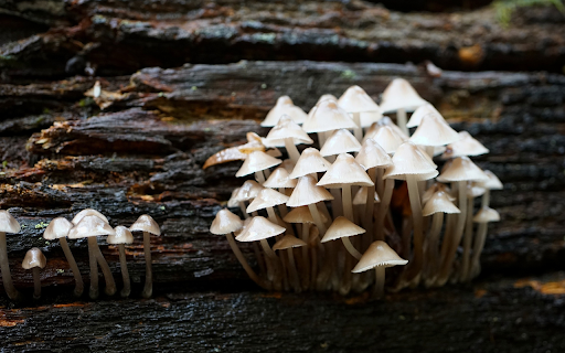 Bunch of white mushrooms  from Chrome web store to be run with OffiDocs Chromium online