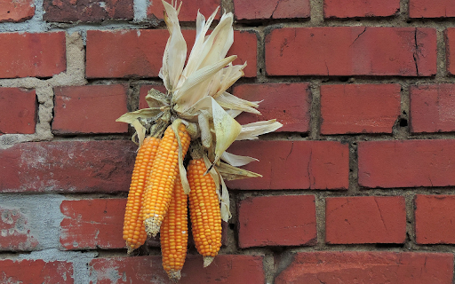 Bunch of yellow corn  from Chrome web store to be run with OffiDocs Chromium online