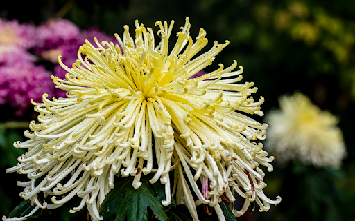 Bunch of yellow flowers  from Chrome web store to be run with OffiDocs Chromium online